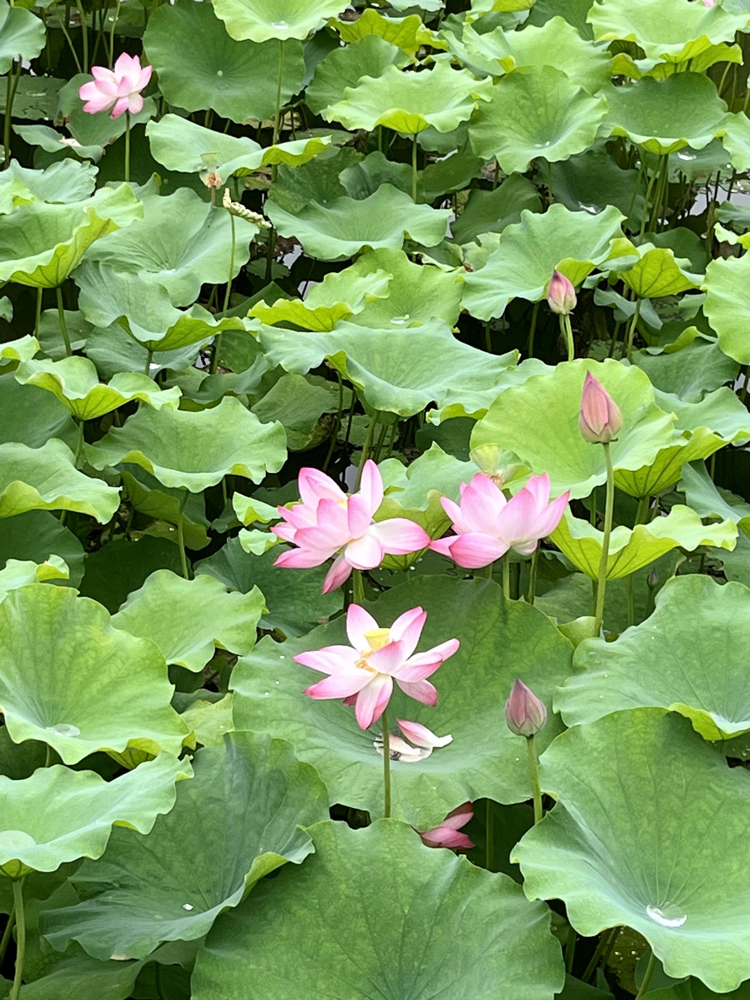 达娃不上班了 的想法: 曲院风荷:毕竟西湖六月中 | "接天莲叶