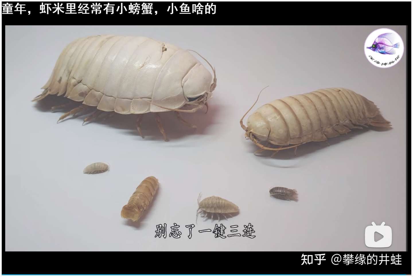 地球演义 第二百七十二回嘁 虫子 知乎