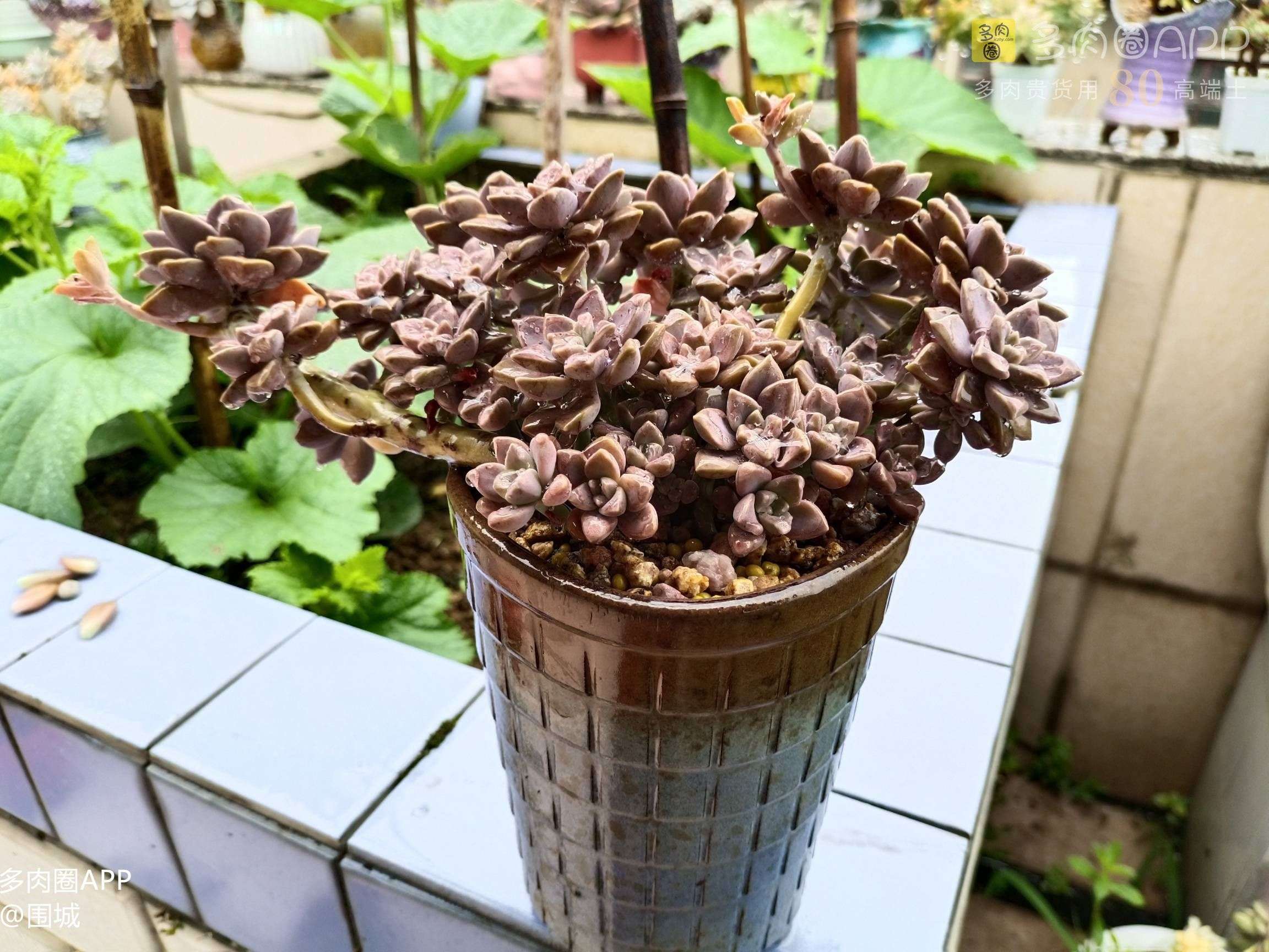 多肉圈app-筱薇 的想法: 夏天来了可是阿伦培越来越美了 文章来源