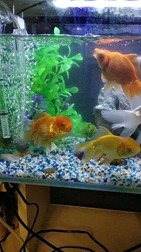 怎么解决鱼缸水浑 v2-863dc38c5741120ea84d1b0ca4d4d4b7_bh.jpg?source=1940ef5c