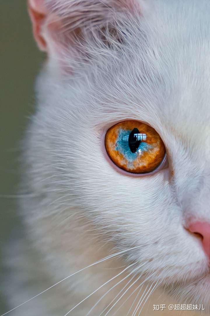 眼睛 那个蓝色简直了,真的干净好看 我家猫的黄绿色我觉得也很好看丫