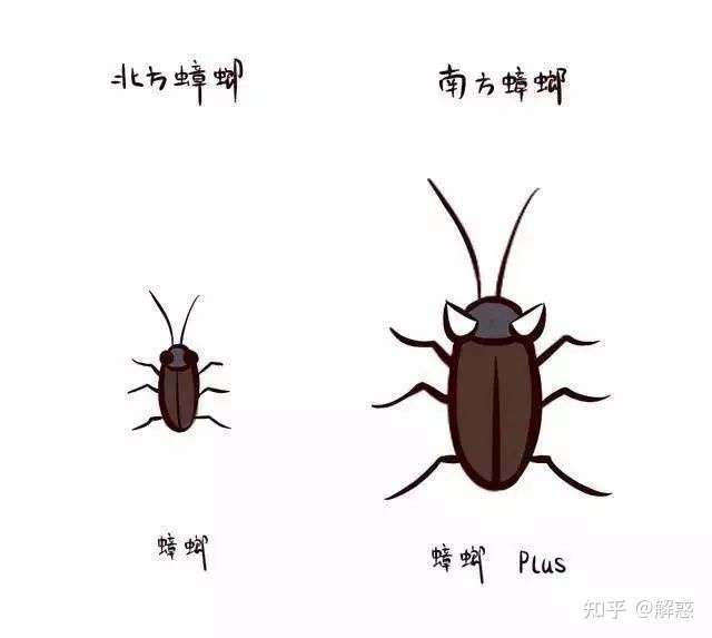 说起南方大蟑螂很多男生都非常害怕,特别是见识到它的原地起飞,还飞的