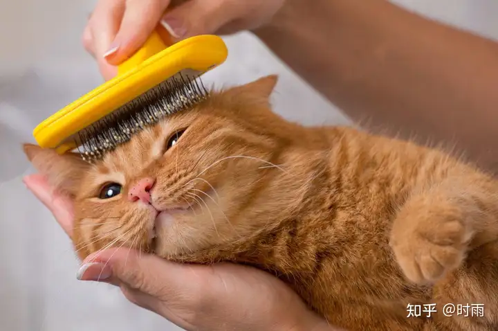 猫对人打呼噜是示好，那「打呼噜的人」会被猫认为是对猫示好吗？