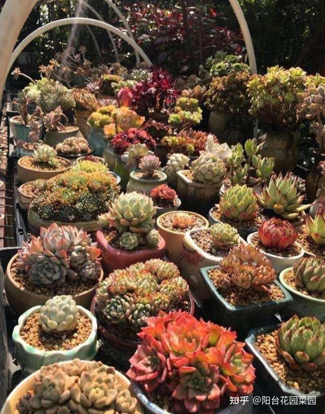 一年四季养多肉 记住浇水3句话 不烂根不化水 姹紫嫣红好状态 知乎