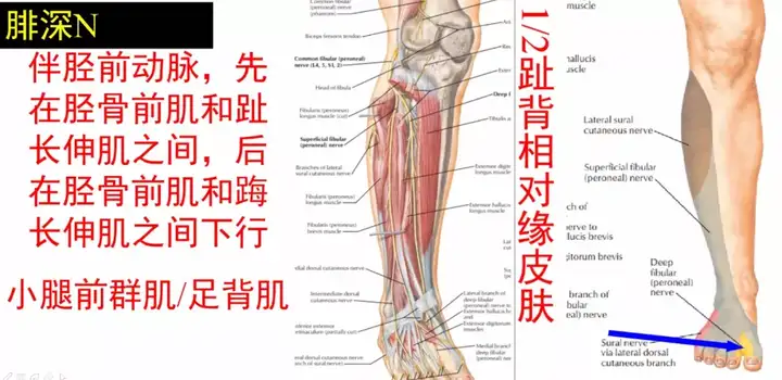 腰骶关节的上下缘,腰骶关节劳损插图28 腰骶关节的上下缘,腰骶关节劳损插图28