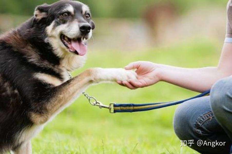 犬易 握手训练 小手一握 以后你就是我的狗啦 知乎