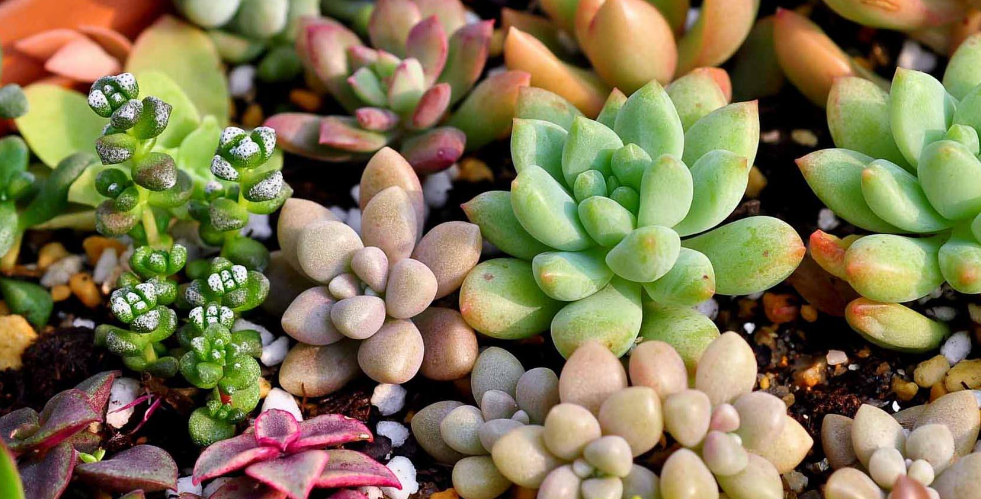 多肉植物快速生根秘籍 知乎