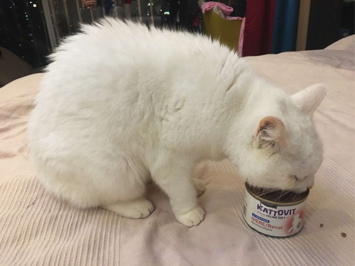 肾衰猫生存日志27 知乎