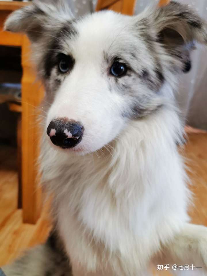 我家有了一条灰色边牧,求名?