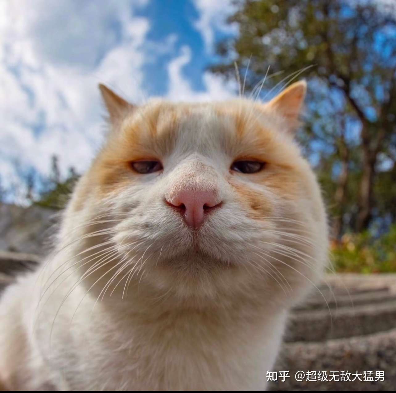 超級無敵大猛男 的想法: 我這個頭像真的很醜嗎?