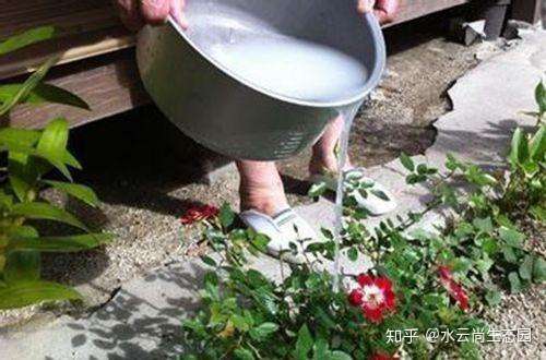 在家怎么自制花肥自制花肥有哪些技巧 图 知乎
