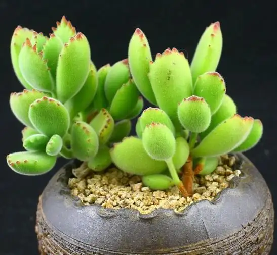 多肉植物熊童子每天认识一款多肉 知乎