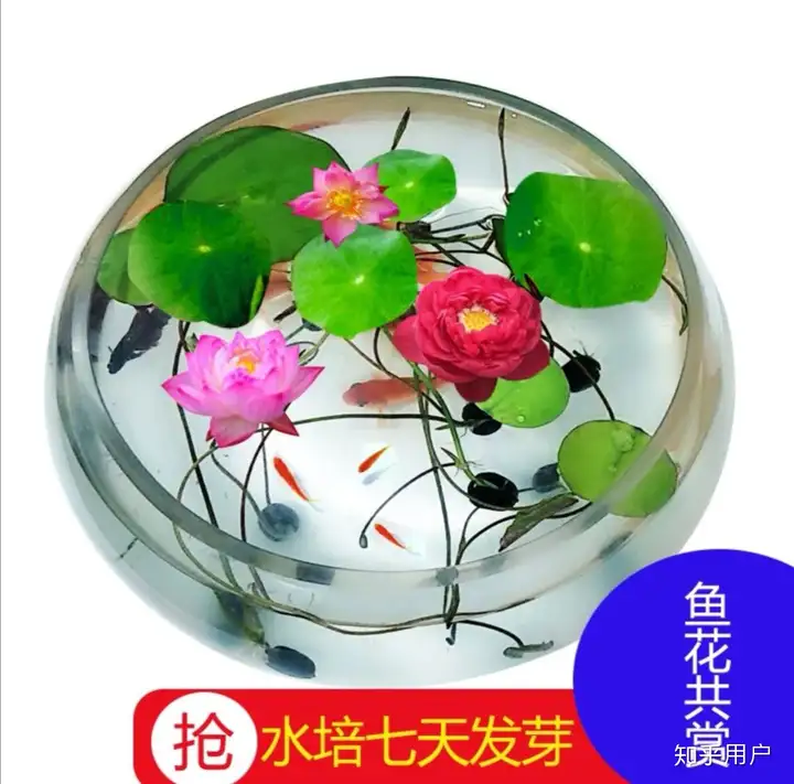 碗莲怎么水培？(水培碗莲种植方法图解)