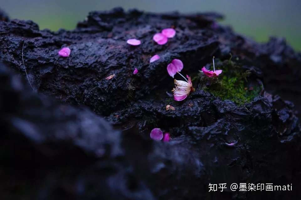 春日亦有落花时 落花如何拍 6个技巧拍出落花的意境美 知乎