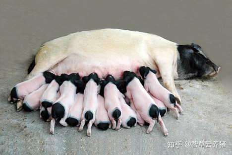 智草云养猪 软硬件结合的智能养猪管理系统 1人 赞同了该文章 众所