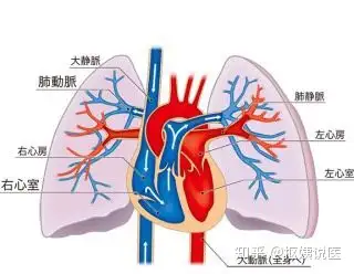 正常人的肺的尺寸图片