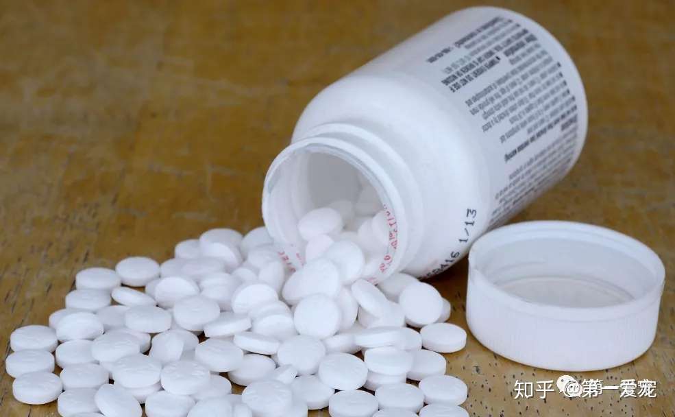 阿司匹林 在狗和猫中的应用 知乎