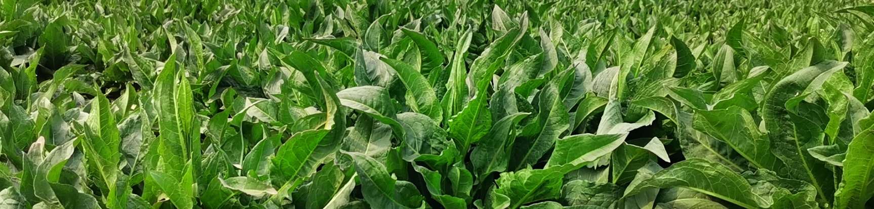 大国农本黄棒菜