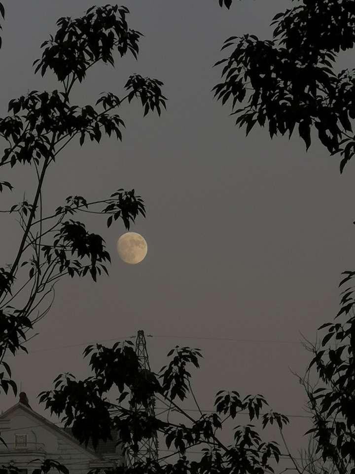 闲来无事跟朋友去溜公园,突然发现月亮很圆很亮,就衬着树影拍了几张