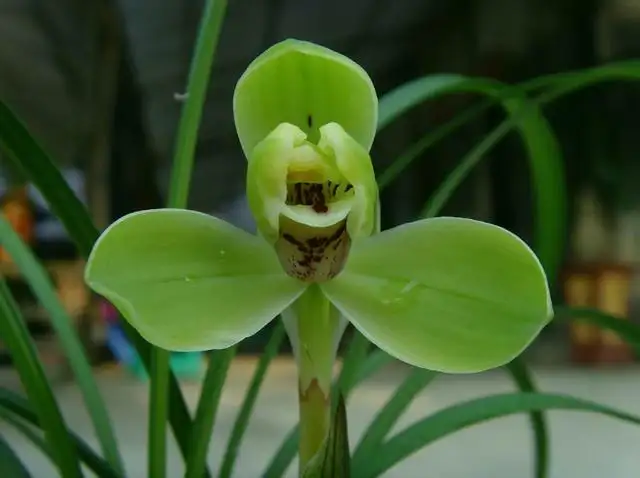 感謝プライス 春蘭『四天王』高級古典園芸 別格稀貴品 植物/観葉植物