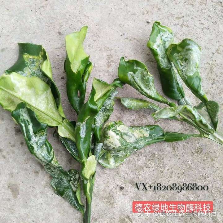 德农生态科技推荐的防治潜叶蛾药剂