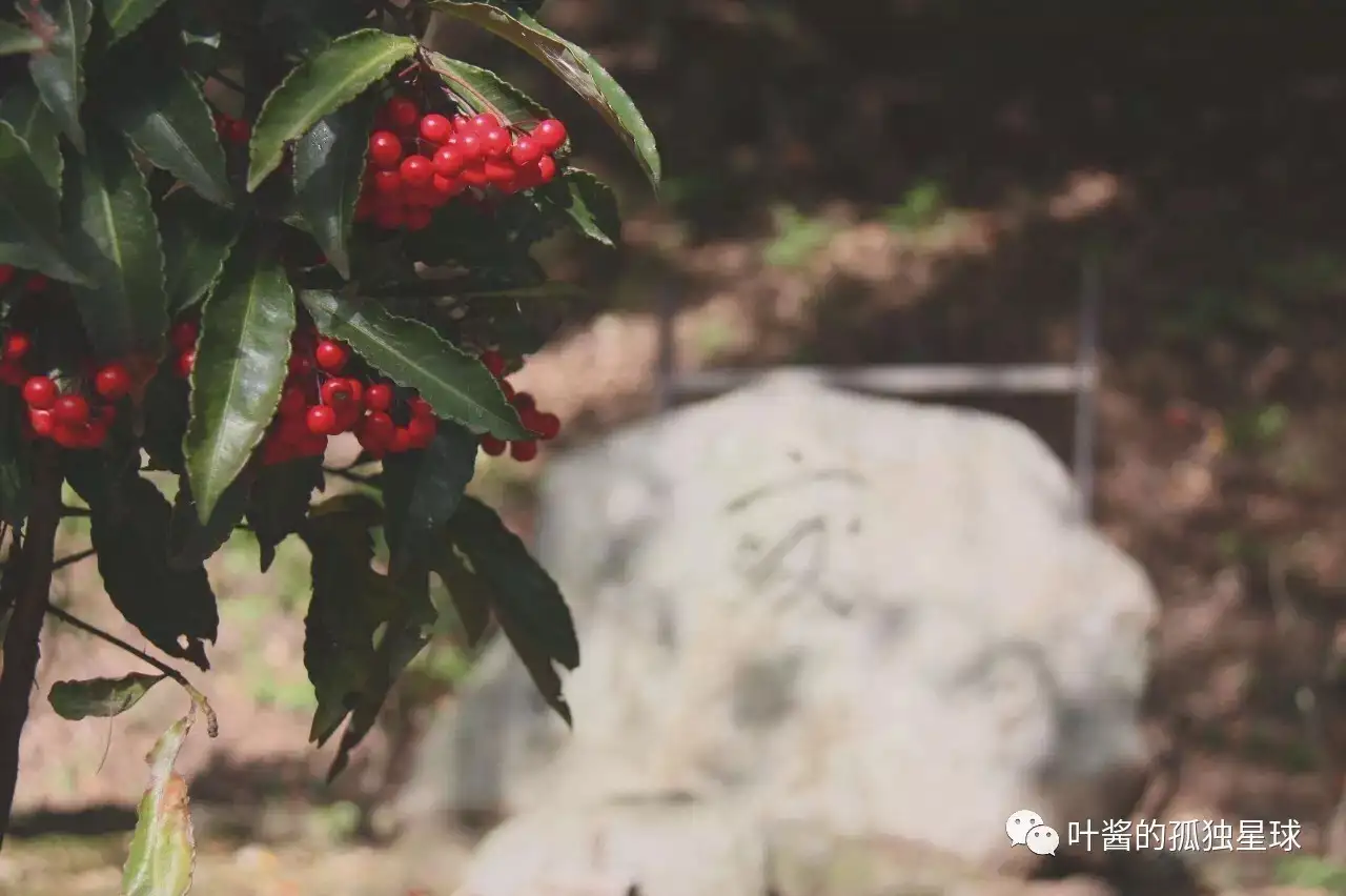 日本売れ筋 西田 忠重 「Red clump of Trees」 www.maxcarmultimarcas