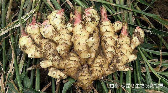 生姜重茬根腐怎样防冶 生姜软腐烂根病死苗怎么办 生姜黄叶死苗预防用肥料 根小子 知乎