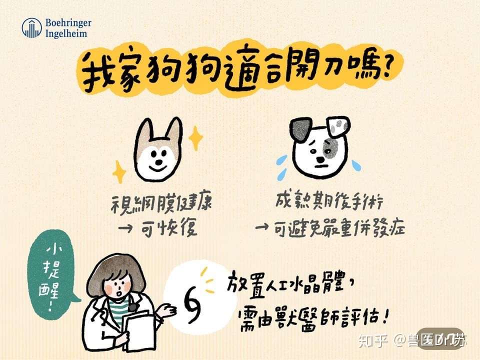 狗狗的白内障 知乎