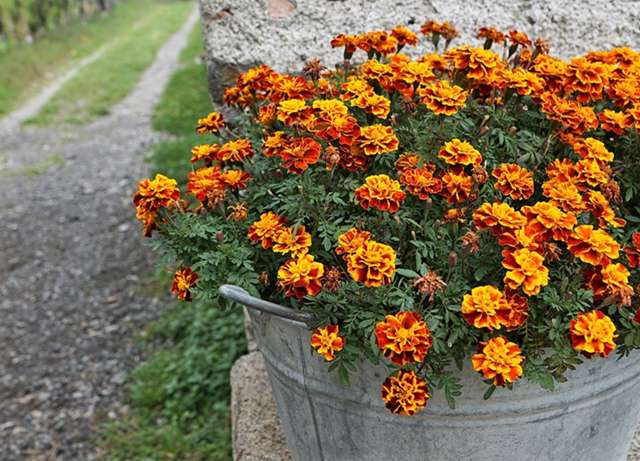 孔雀草和万寿菊傻傻分不清 看花色就知道了 知乎