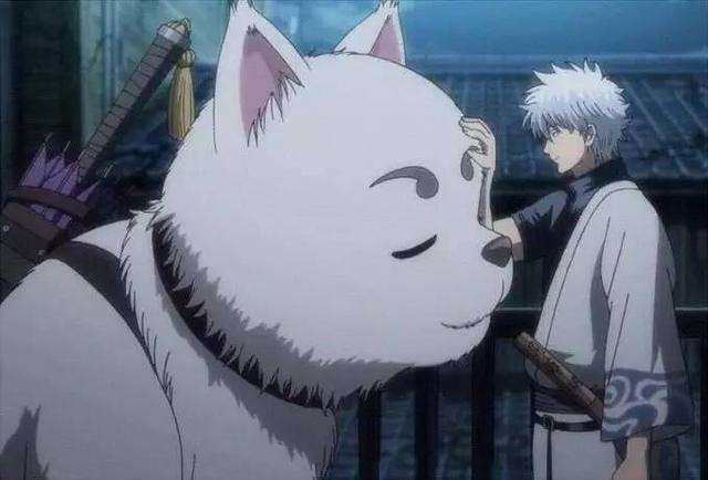 盘点银魂中那些最适合养的宠物 觉得喜欢的就快领回家 知乎