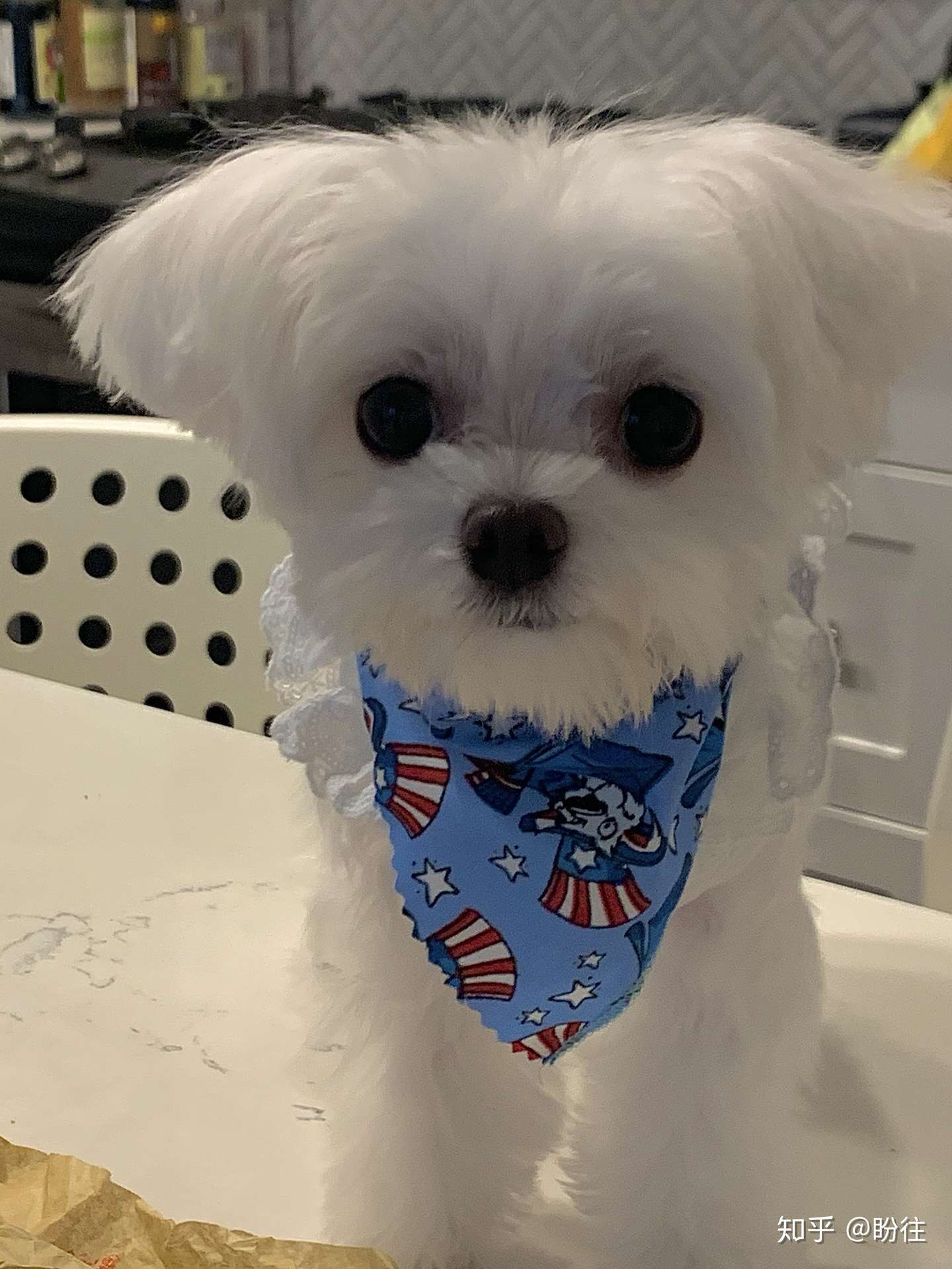 香港深圳交界寻找白色母马尔济斯犬 知乎