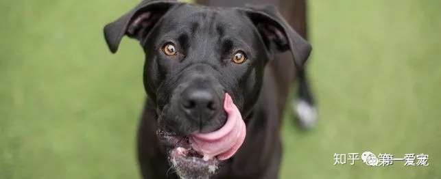 犬鞭毛虫的概述(一)