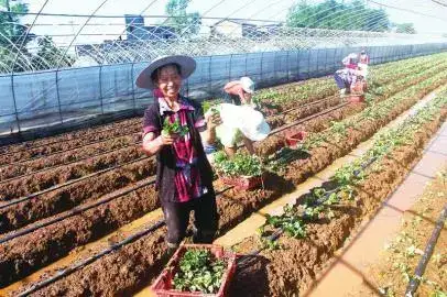 泸州|大棚草莓冬春季采摘游主打品牌