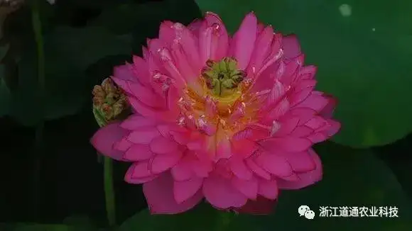 碗莲怎么种？只要割一刀，叶子爆盆开满花！(碗莲的种植方法及注意事项)