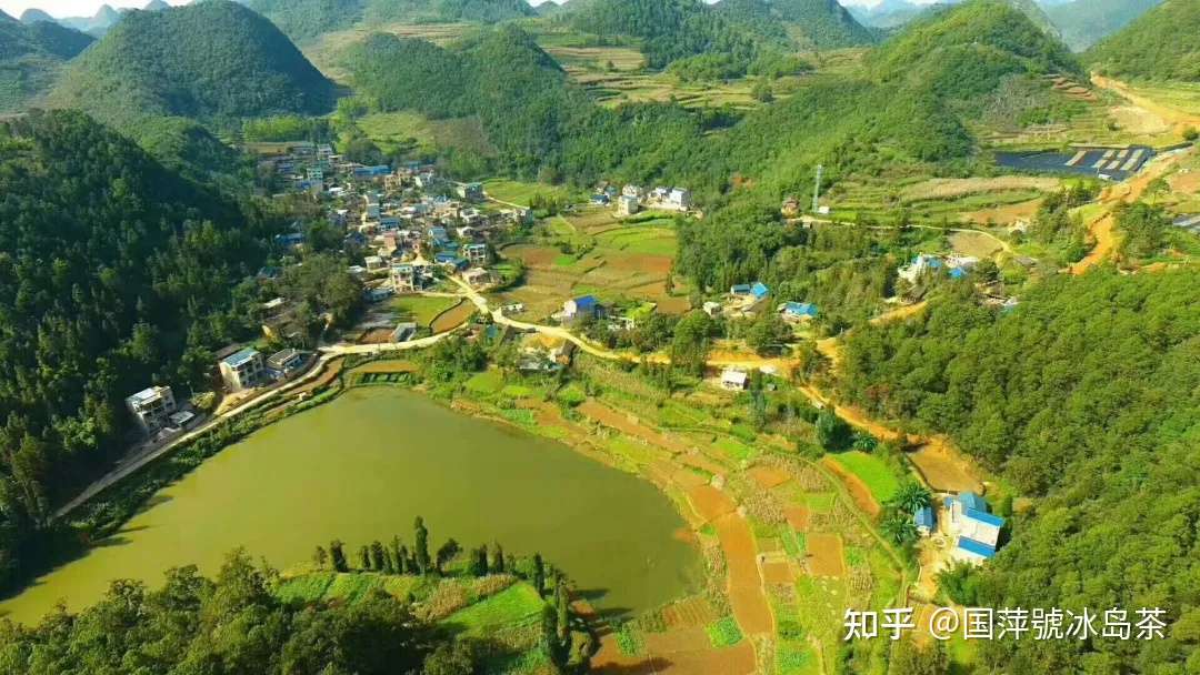 阿火的冰岛茶勐库大叶种阿火的冰岛母树茶国萍號冰岛茶名字的由来怎么鉴别阿火的冰岛茶国萍号普洱茶中的精灵冰岛