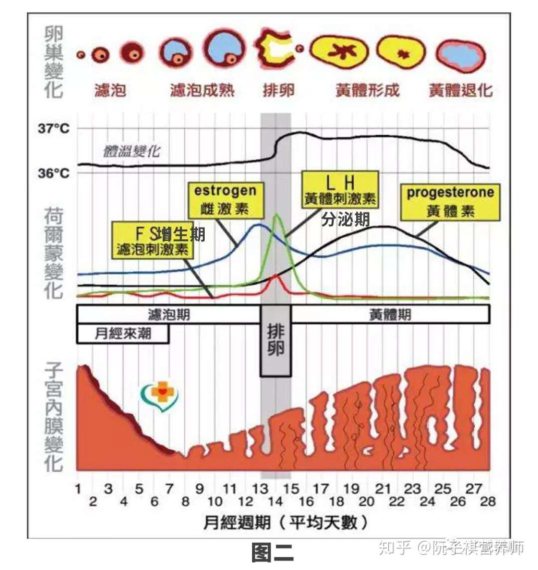 女性健康 月经周期 大部分人都算错了 知乎