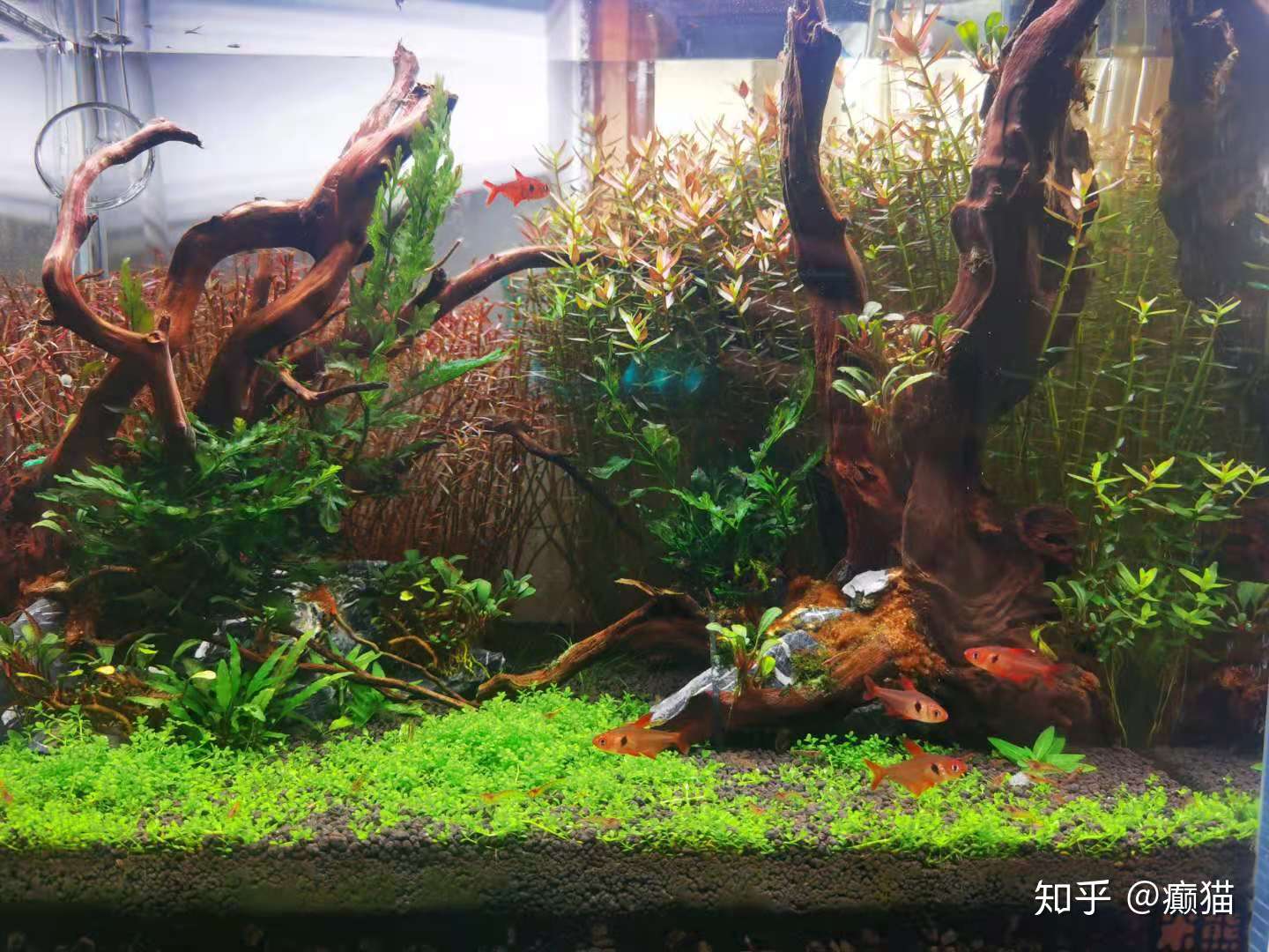 我的40cm草缸的记录 知乎 我的40cm草缸的记录 知乎
