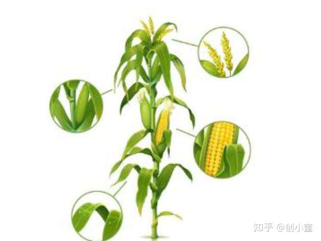 玉米秸秆饲料的加工及牛羊饲喂方法