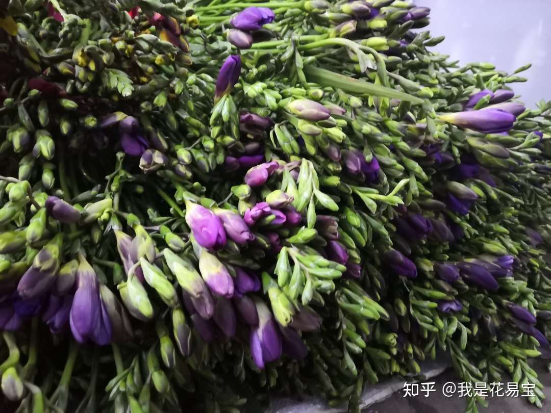 又到春暖花开时 这些花千万别错过了 知乎