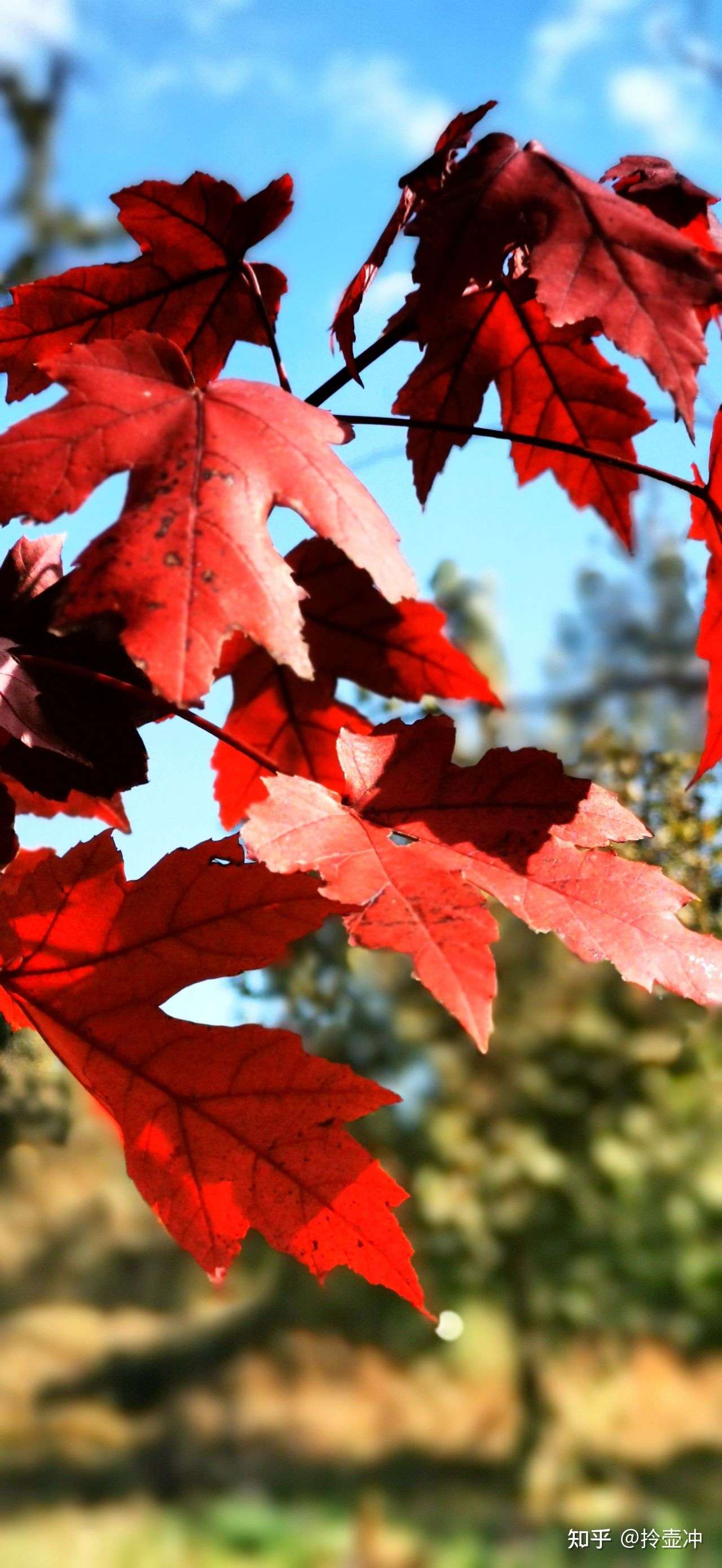 红叶 知乎