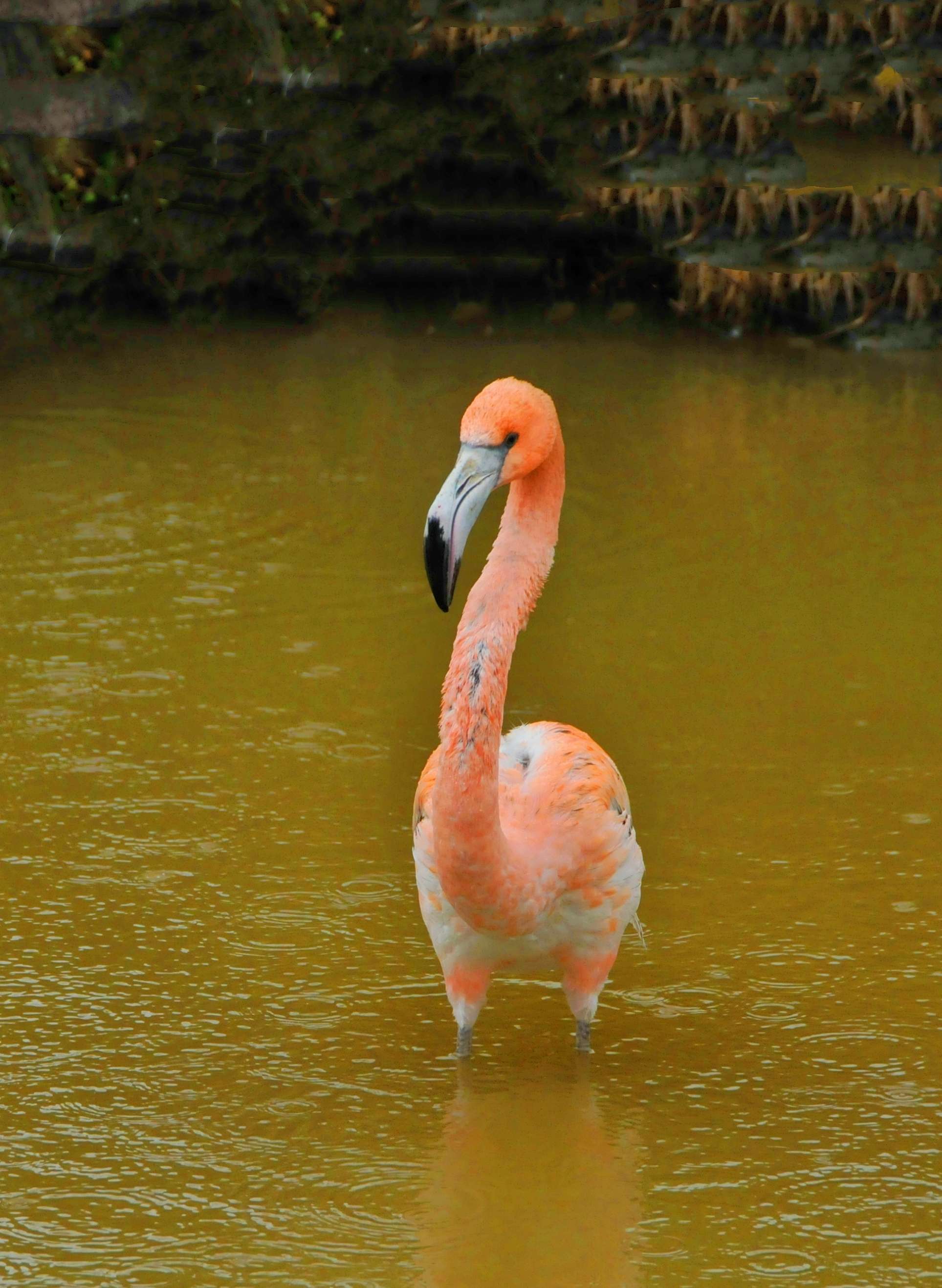 张云山摄影云山 的想法: 美洲红鹳 - 知乎