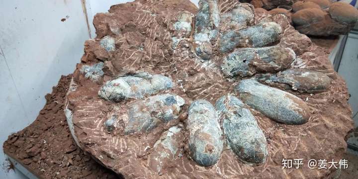 恐龙蛋化石切开后是什么样的