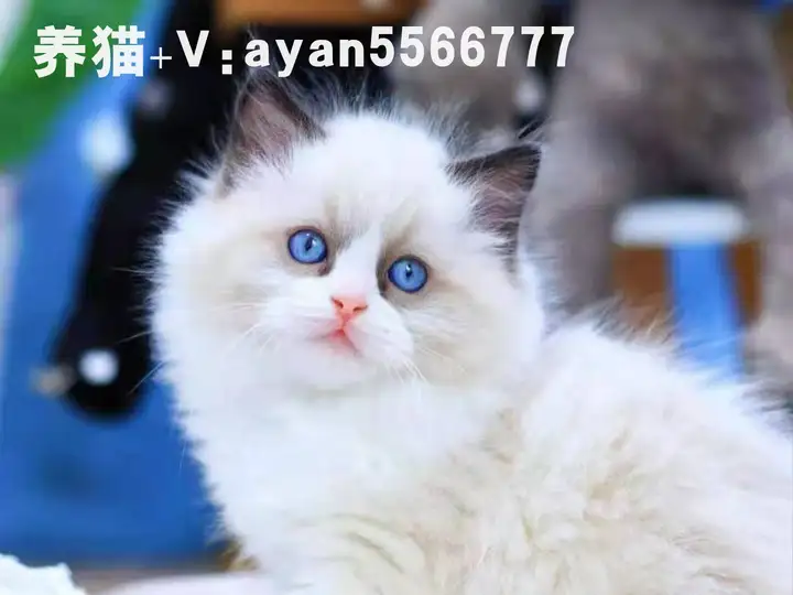 新手养猫，养公猫仍是母猫（新手养公猫仍是母猫好一点）