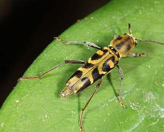 虎天牛,一种害虫.