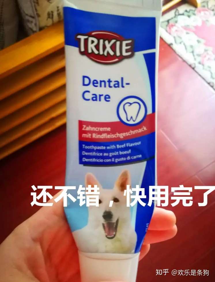 给新手的一点养狗建议 新手养狗需要注意事项 希望对大家有用 知乎