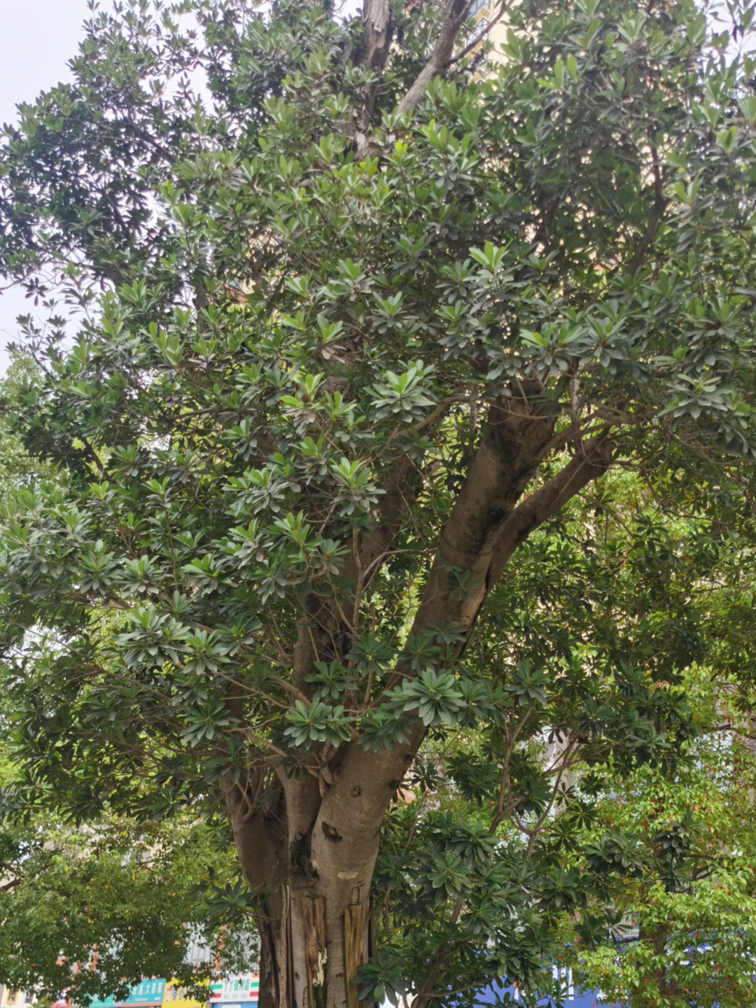 善解胖胖猪 的想法: 一颗有心的树 | #创作打卡挑战赛# #城市