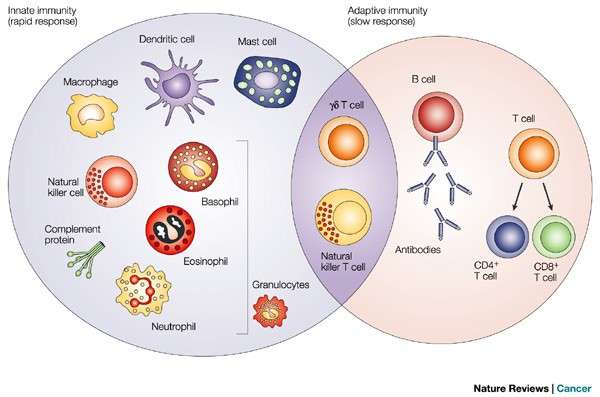 图说免疫系统immunesystem无脊椎动物