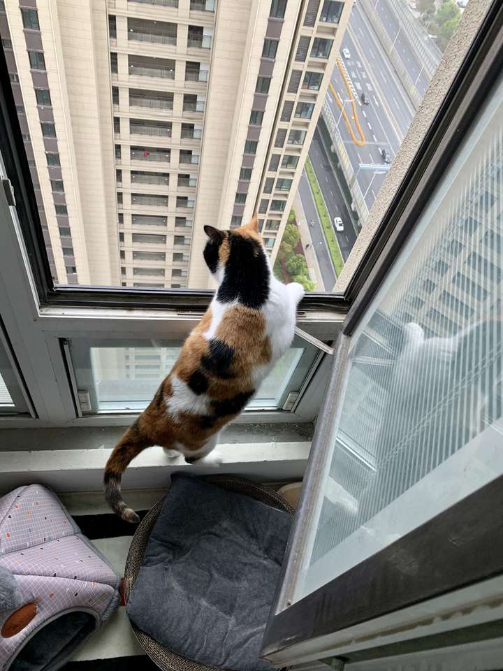 不能封阳台的户型可以养猫吗?