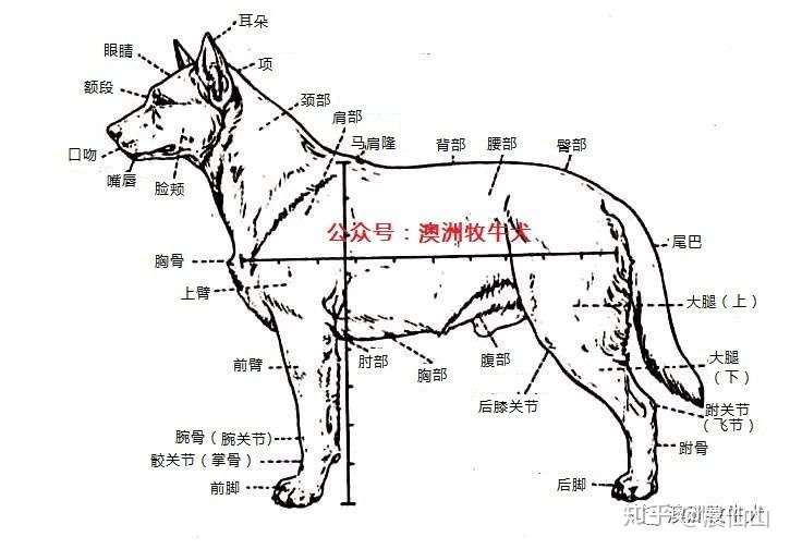 澳洲牧牛犬之akc标准 下 知乎