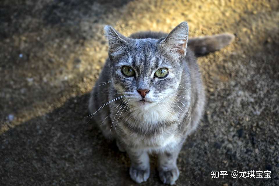 百加世 就是不想吃饭 夏天猫猫食欲下降怎么办 知乎